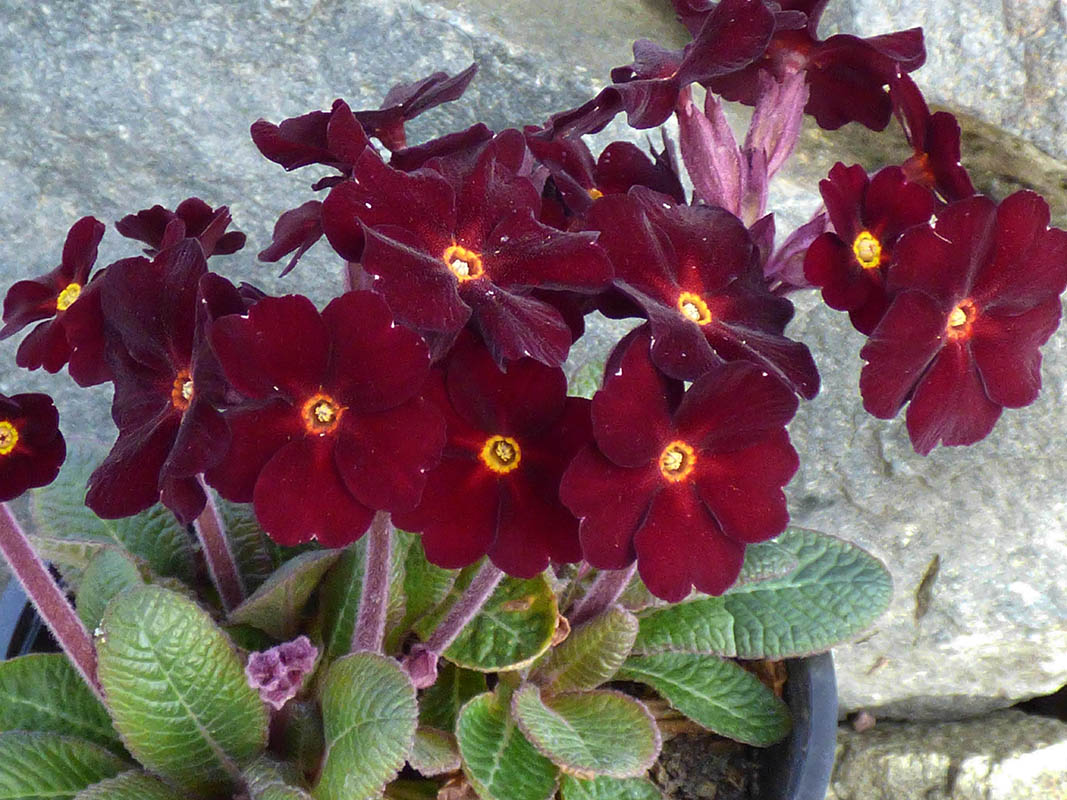 Primula x juliae 'Fireflies'
